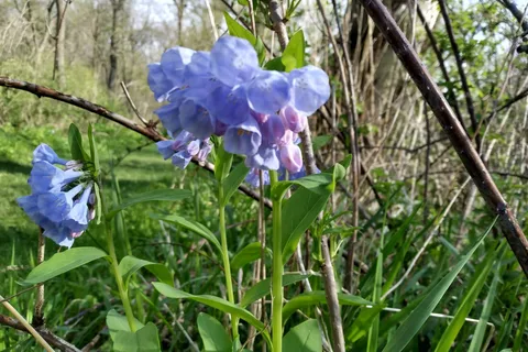 Carley State Park
