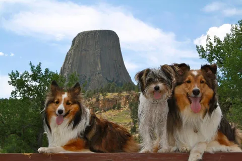Devils Tower / Black Hills KOA Journey