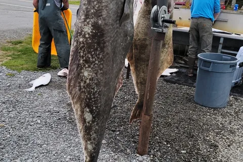 Reel 'Em Inn - Cook Inlet Charters