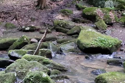 Allegany State Park - Red House Area