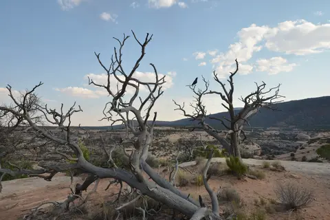 Natural Bridges National Monument Campground