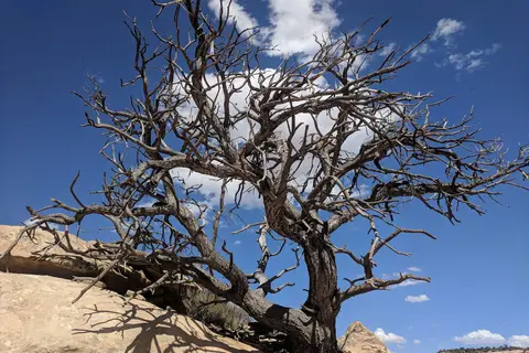 Natural Bridges National Monument Campground