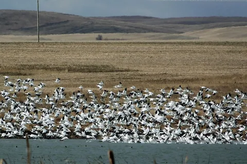 Lake McGregor Provincial Recreational Area