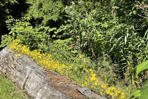 Radley Park Campground