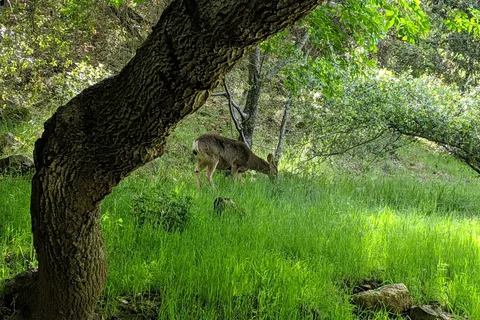 Potwisha Campground - Sequoia National Park