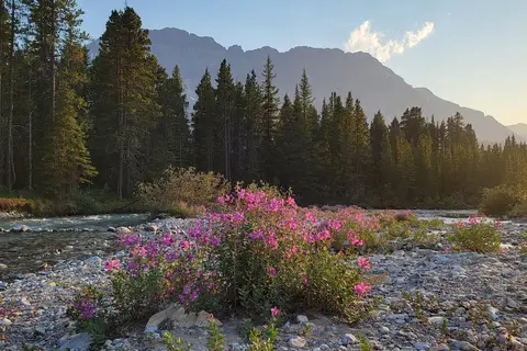 Mosquito Creek - Banff National Park