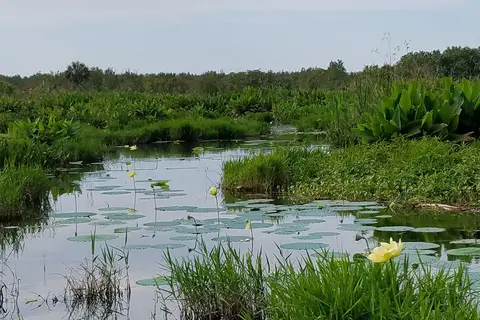 Lake Trafford Marina Inc