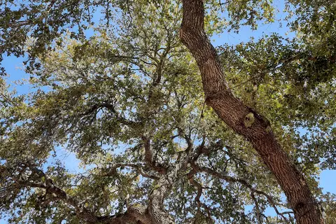 Whispering Oaks RV Park