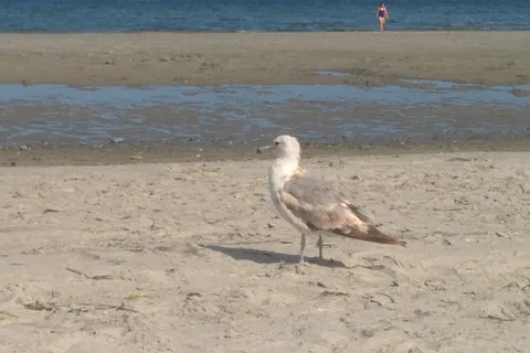 Saratoga Beach Resort