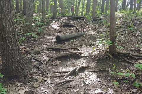 Timber Road - Elk City State Park