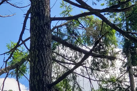 Wildwoods Campsite