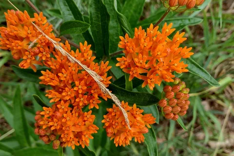 Metamora-Hadley Recreation Area