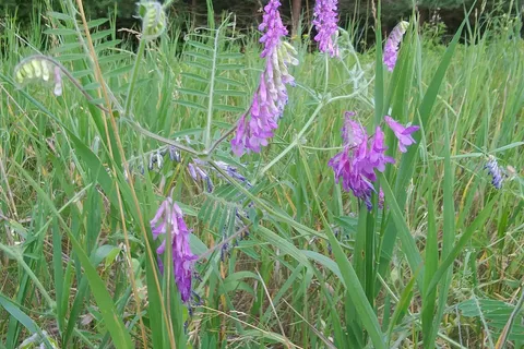 Metamora-Hadley Recreation Area