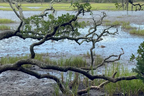 Beach - Edisto Beach State Park
