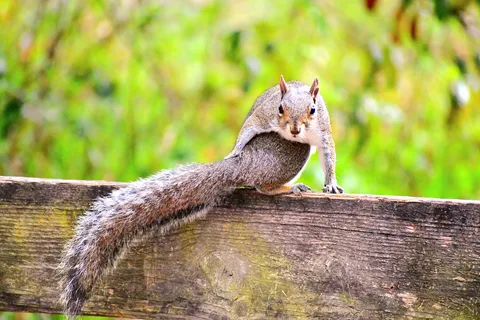 Ochlockonee River State Park
