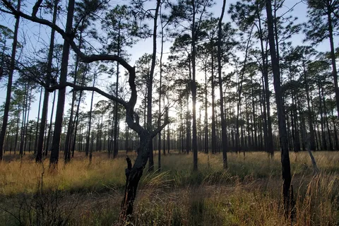 Ochlockonee River State Park