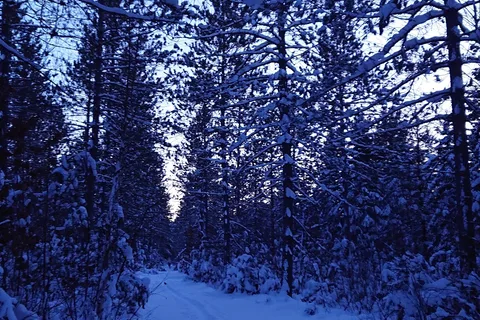Timberline Campground