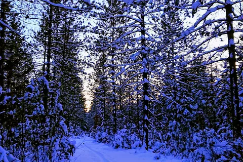 Timberline Campground