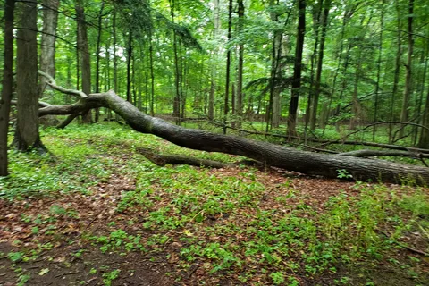 Selkirk Shores State Park