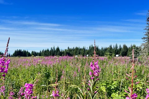 Blue Spruce Campground