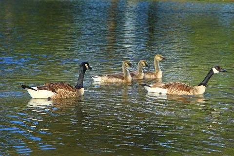 Bonelli Bluffs RV Resort and Campground