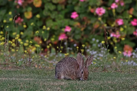 Bonelli Bluffs RV Resort and Campground