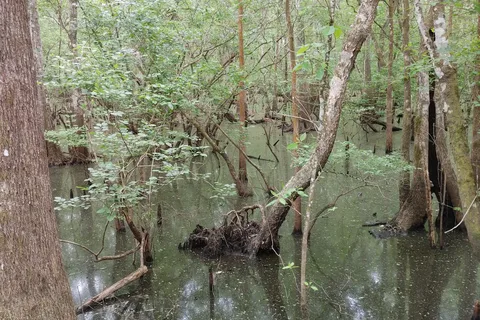 Suwannee River Hideaway