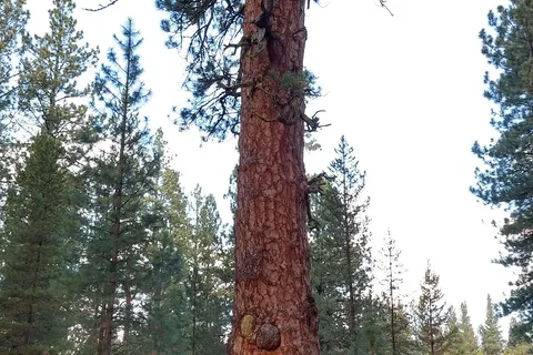 LaPine State Park Campground