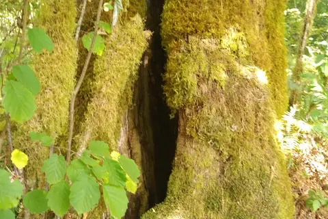 Schafer State Park