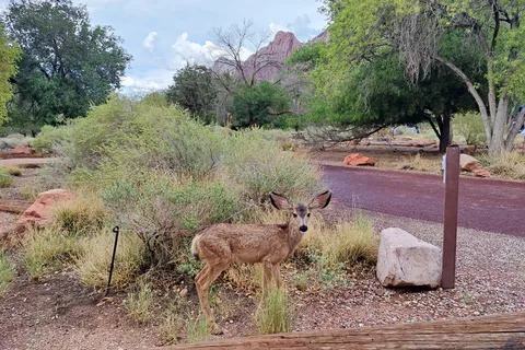 Watchman Campground - Zion National Park