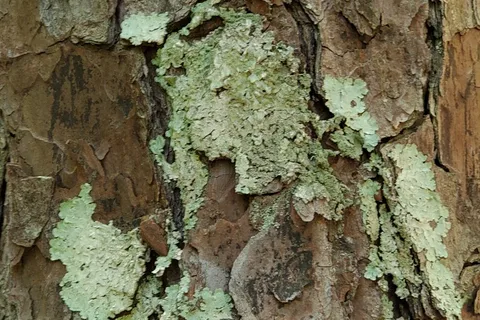 Jeff Busby Campground - Natchez Trace Parkway