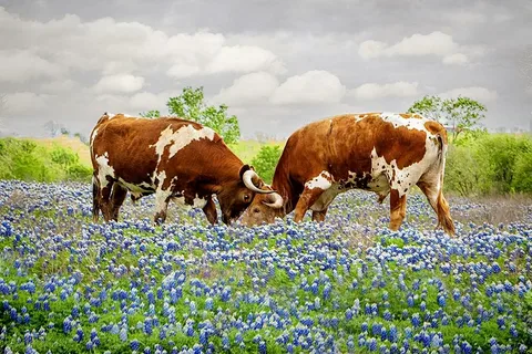 Longhorn RV Resort