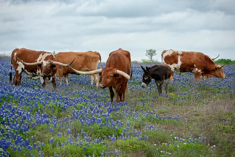 Longhorn RV Resort