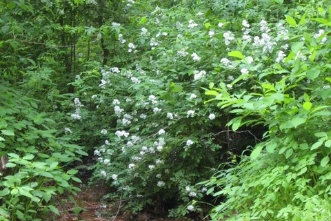 Smith Mountain Campground