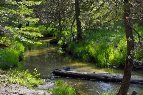 Tamarack Flat - Yosemite National Park