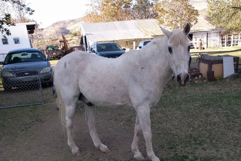 Gold Bar Ranch Bed and Breakfast