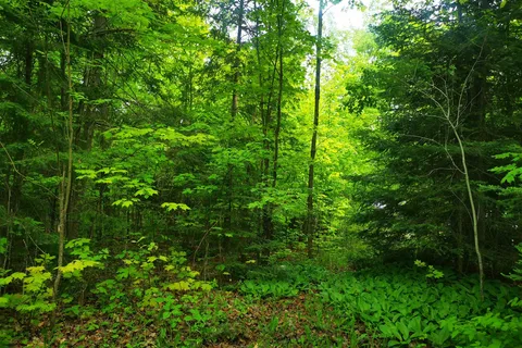 Fairbank Provincial Park