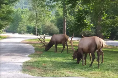 Riverview Campsites