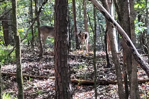 Deer Run and Eagle Ridge - Trace State Park