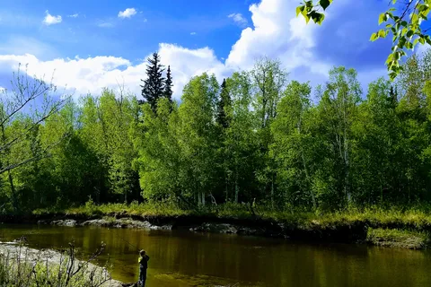 Whitefish Campground - Lower Chatanika State Recreation Area