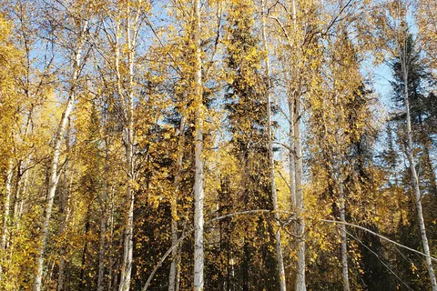 Whitefish Campground - Lower Chatanika State Recreation Area