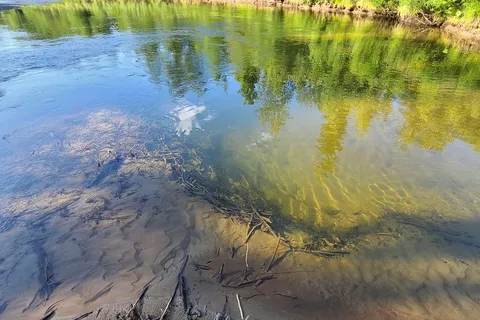 Whitefish Campground - Lower Chatanika State Recreation Area