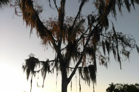 River Oaks RV Resort