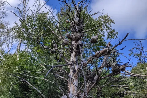 Graves Island Provincial Park