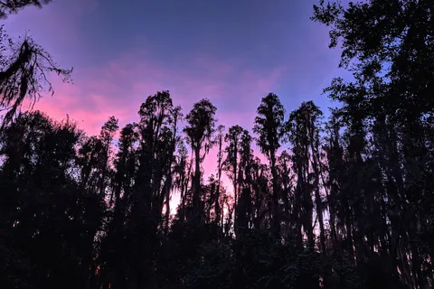 Upper Hillsborough Preserve ~ Alston Tract