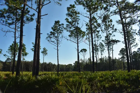 Upper Hillsborough Preserve ~ Alston Tract