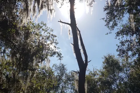 Upper Hillsborough Preserve ~ Alston Tract