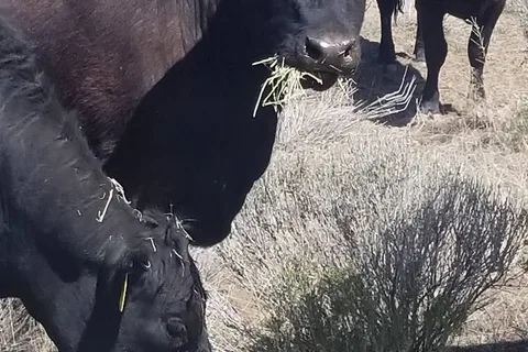 Sundance Meadows Ownership Sites
