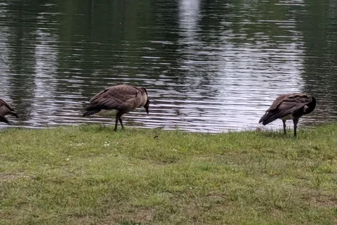 Niagara's Lazy Lakes Camping Resort
