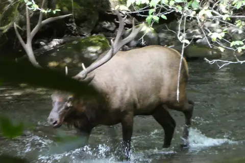 Elkmont Campground - Great Smoky Mountains National Park